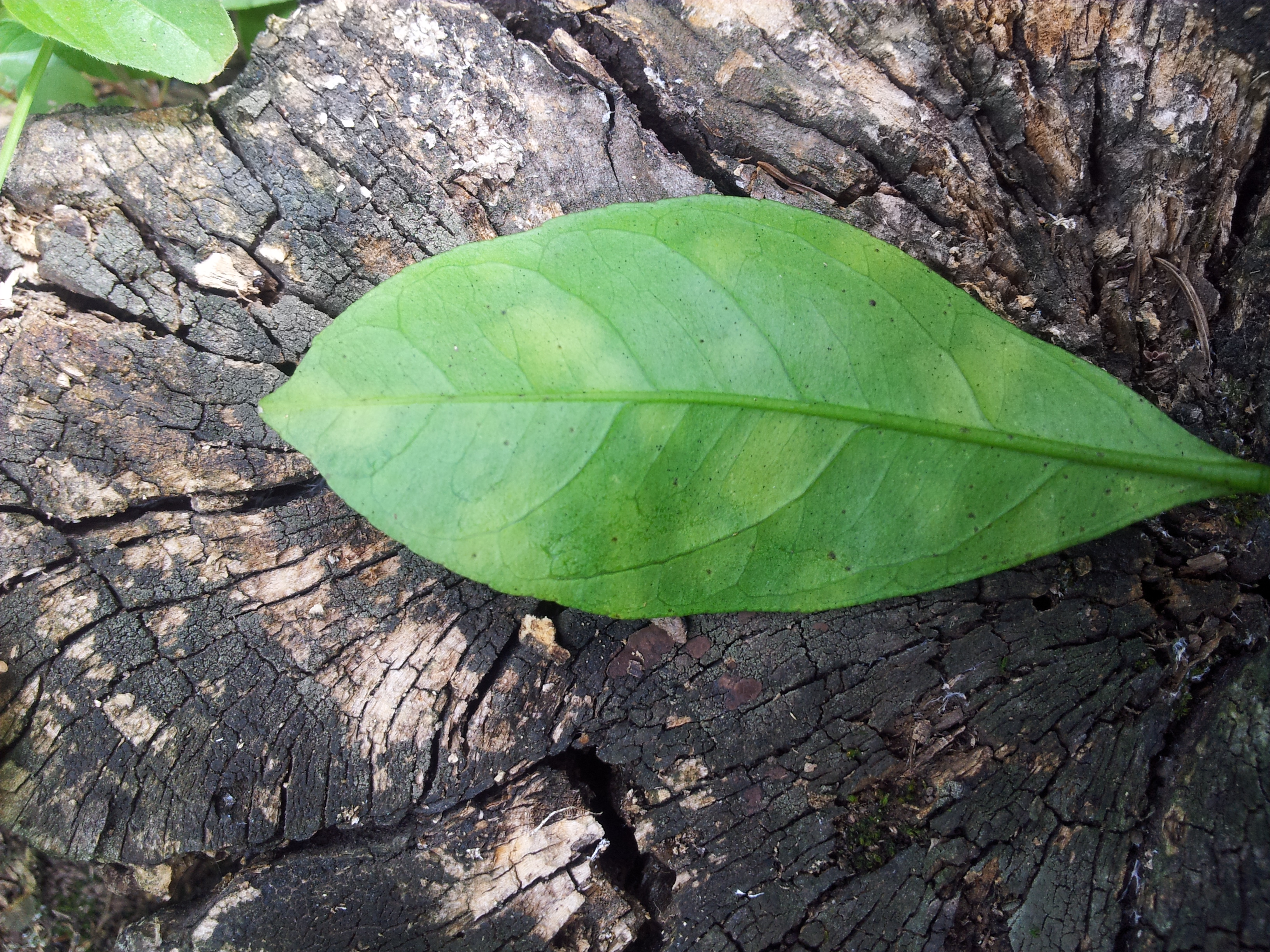 감귤 잎이 이상해서요